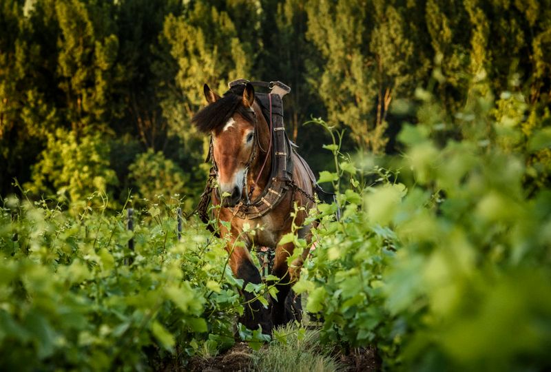 Billecart-Salmon: A Family Legacy in Champagne
